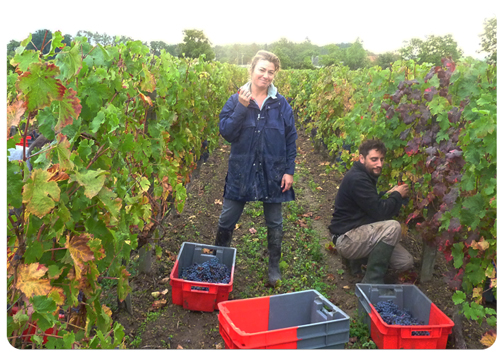 10-7-10-Harvesting-in-the-Clos-Senechal-1-Small