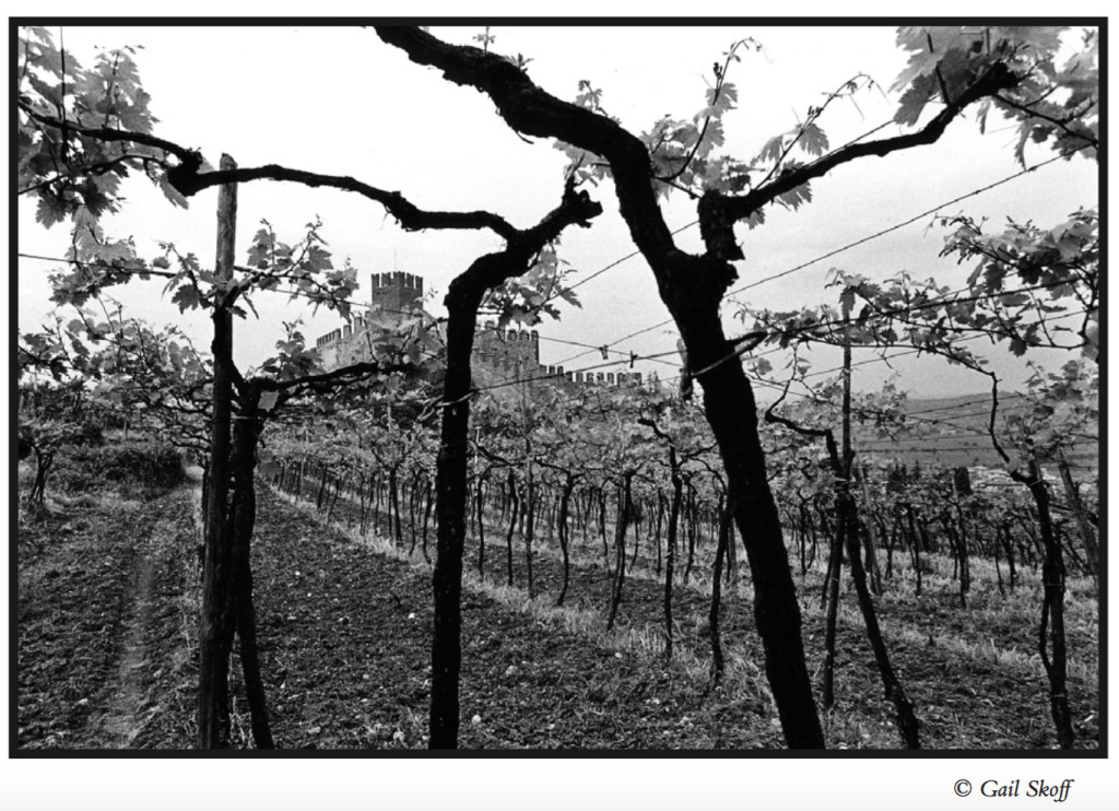 Italian Vines
