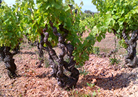 Domaine Vinci