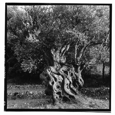 Olive-tree-1993.jpg
