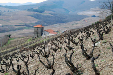 Côte de Brouilly - La Chapelle - Château Thivin