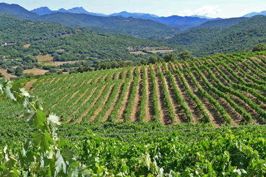 vineyards-abbatucci_web.jpg