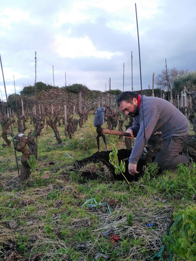 Planting-some-new-vines_small.jpg