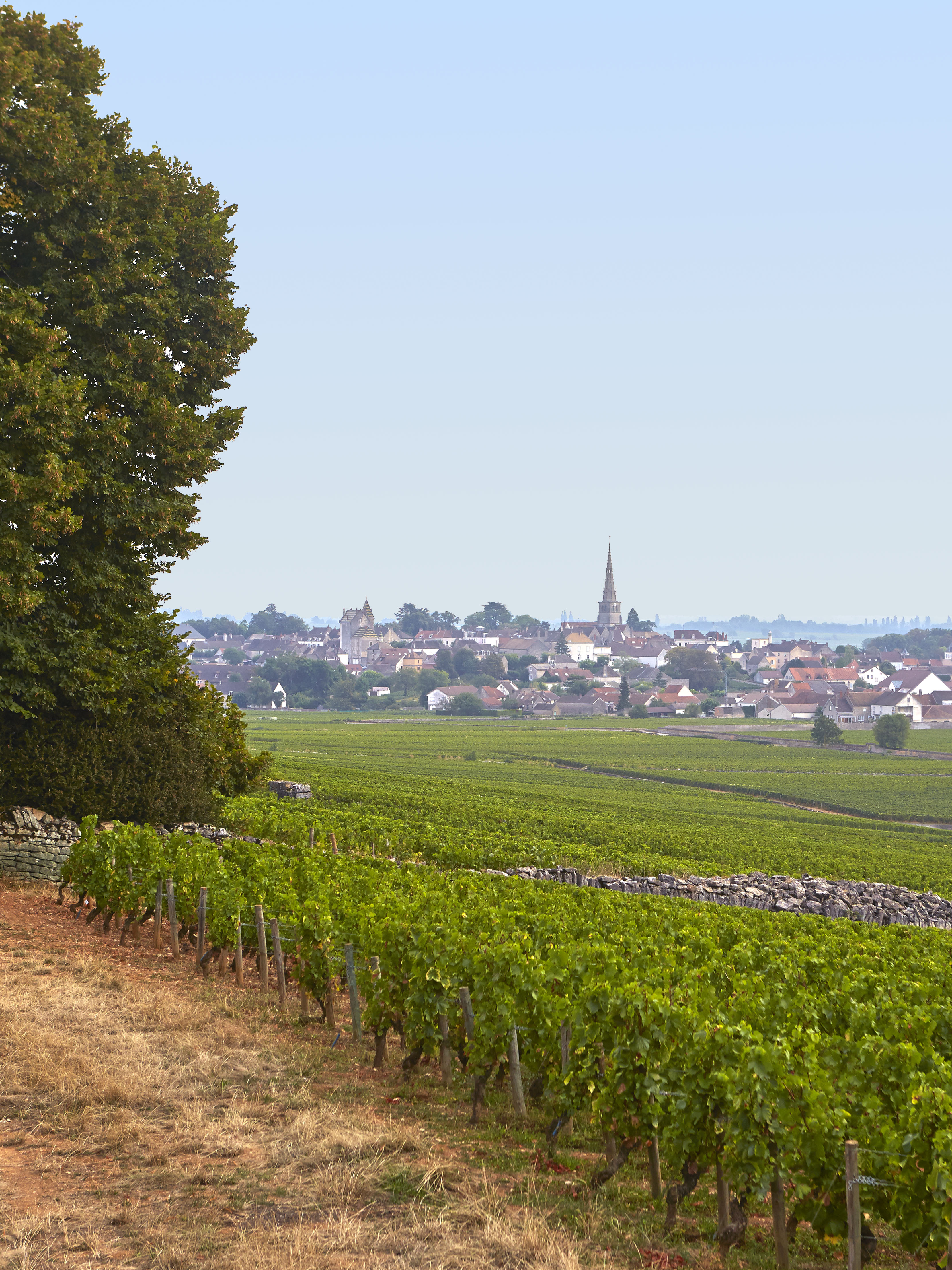 Auxey-Duresses 1er Cru Rouge | Domaine Roulot | Kermit Lynch Wine