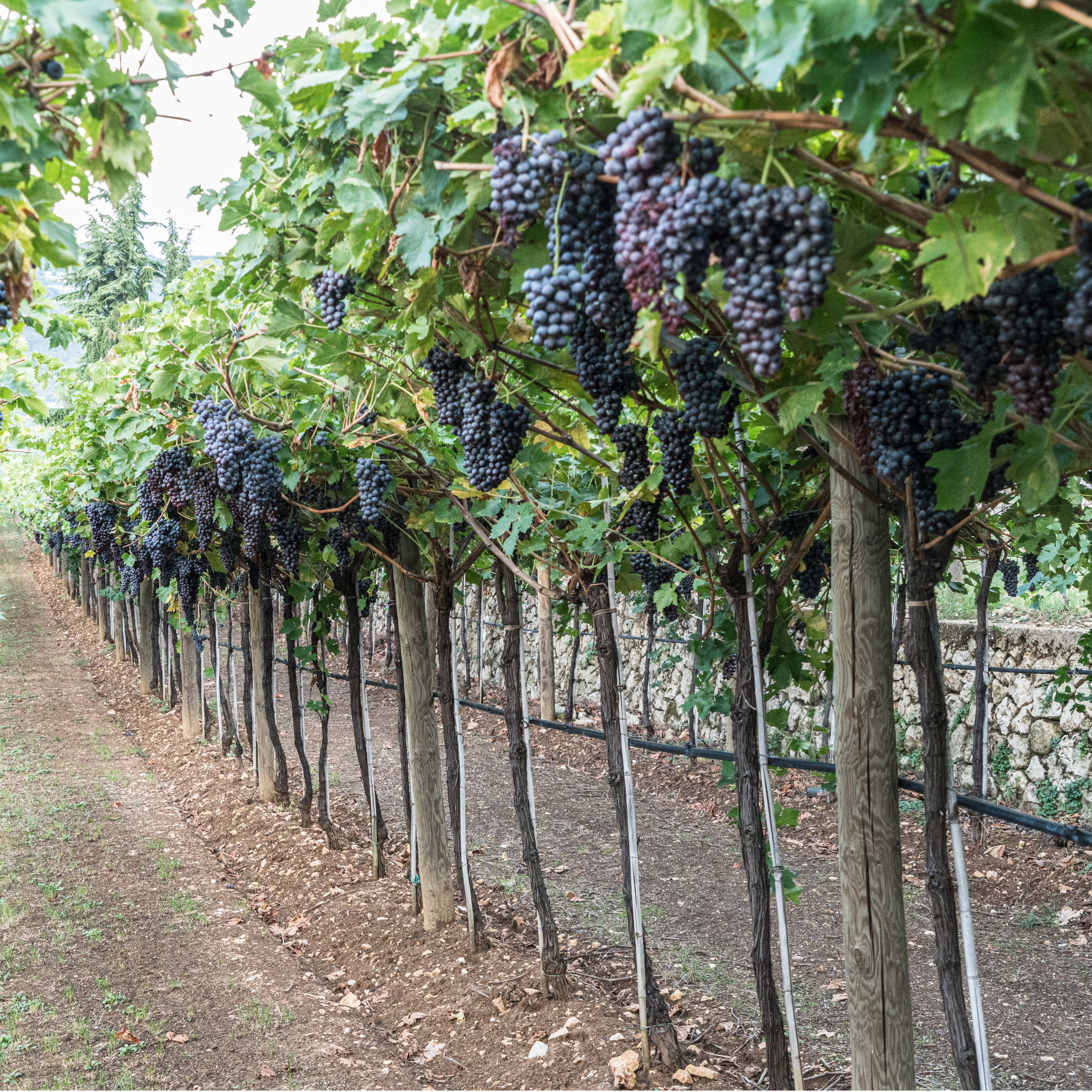 Amarone della Valpolicella Classico “Tre Terre” | Giuseppe