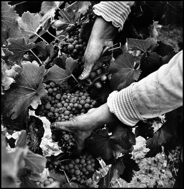 Photo of harvest worker